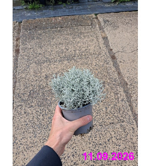 Calocephalus brownii 'Whimsy Silver' P 10,5